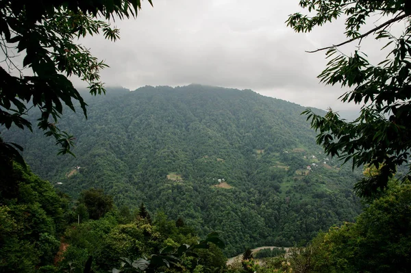 枝の前の霧の中で緑の木の森で覆われた山々の息をのむような風景 — ストック写真