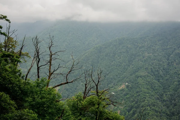 枝の前の霧の中で緑の木の森で覆われた山々の風景 — ストック写真