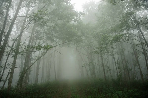 Tájkép a zöld vékony magas fa fatörzsek erdő borított fehér köd — Stock Fotó
