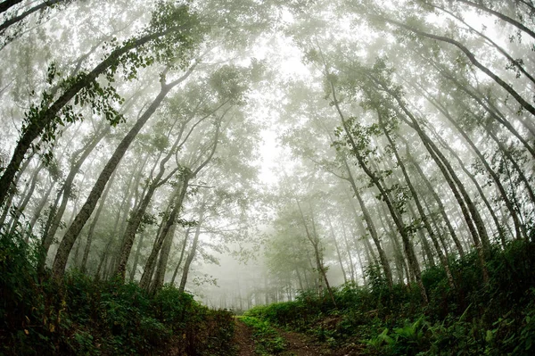 Рыбный глаз выстрелил пейзаж зеленого тонкого высокого дерева стволы леса покрыты белым туманом — стоковое фото