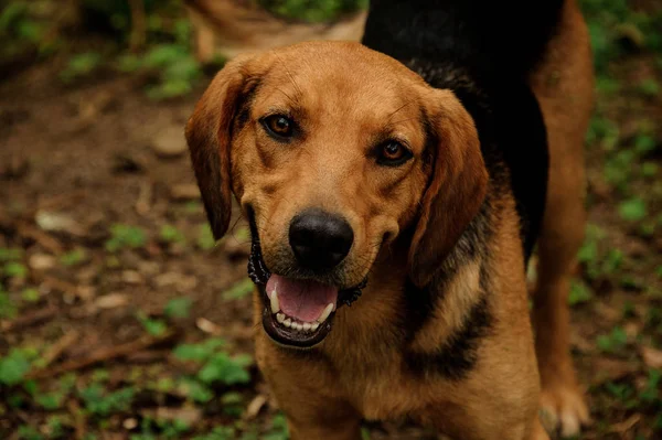 Retrato de cachorro marrón en el bosque —  Fotos de Stock