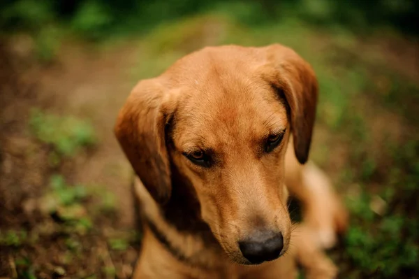 Retrato de cachorro marrón acostado en el bosque —  Fotos de Stock