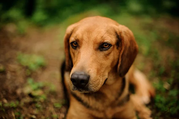 Portrait de chiot brun couché dans une forêt — Photo