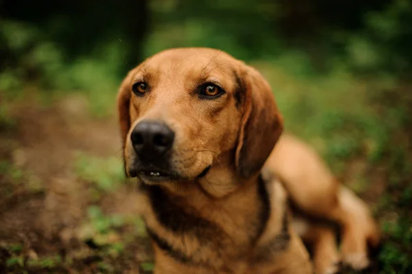 Portrét ležení hnědého psa v lese — Stock fotografie