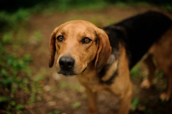Portrait of standing brown puppy in the forest — Stock Photo, Image