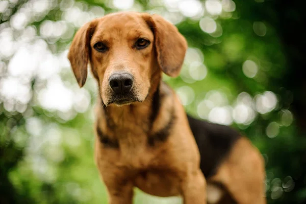 Retrato de cachorro marrom em pé na floresta — Fotografia de Stock