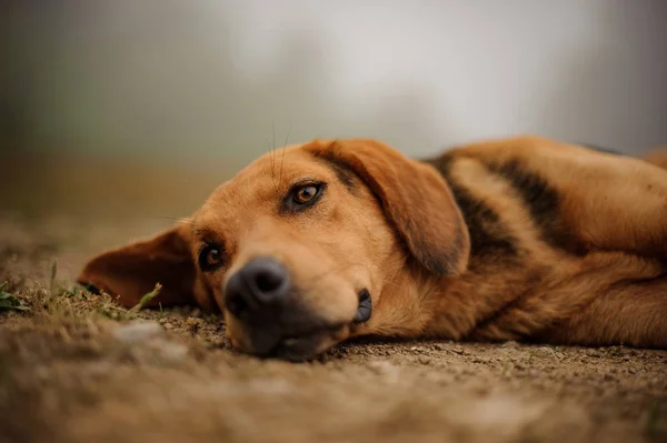 Chiot brun triste couché sur le sol — Photo