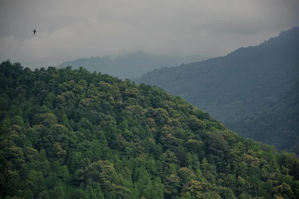 Krajina hustého lesa v horách — Stock fotografie