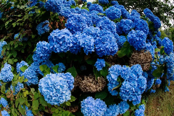 Close-up de arbusto bonito de flores de hortênsia — Fotografia de Stock