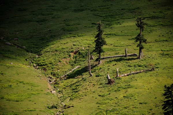 언덕에서 자라는 두 개의 작은 소나무 — 스톡 사진