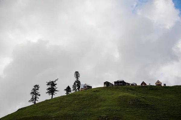 Eenzame dennen op een groene heuvel en wolken in de lucht — Stockfoto