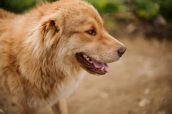 Retrato de perro marrón claro feliz de pie afuera —  Fotos de Stock