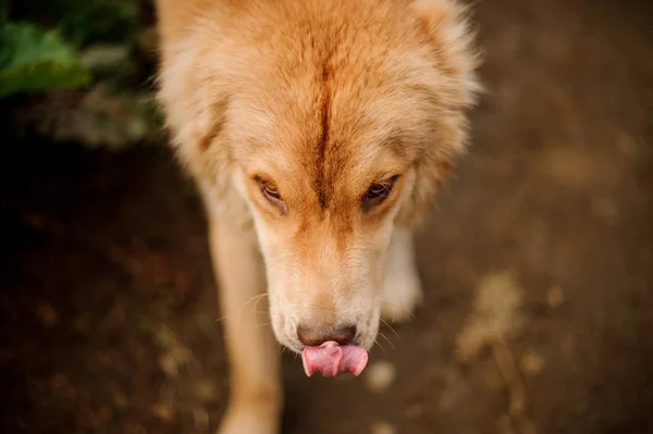 Dışarıda duran açık kahverengi köpek yalama burun portresi — Stok fotoğraf