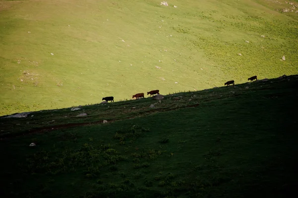 Landschap van de heuvels en grazende dieren — Stockfoto