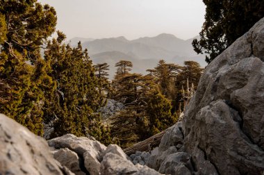 Türkiye'nin dağlık bölgelerinde ki orman manzarası