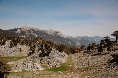 Türkiye'nin bir dağlık bölgesinde orman manzarası