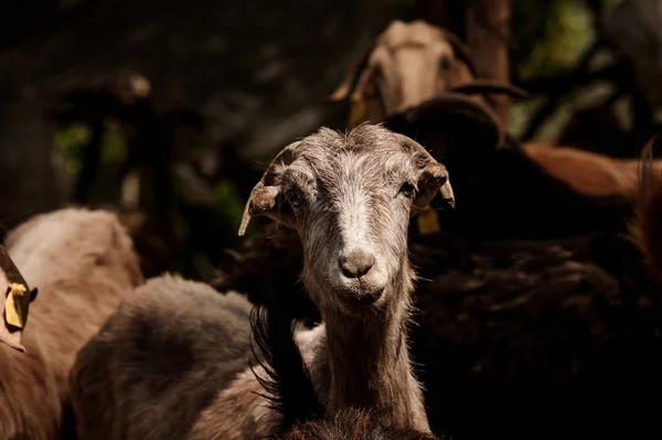 Portrait of a brown goat standing outside — Stock Photo, Image