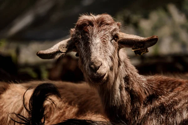 Portrait of a brown goat with small horns — Stock Photo, Image