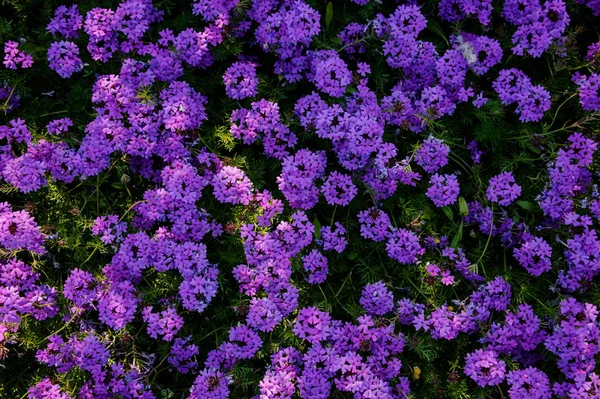 Close-up van een Bush met paarse bloemen — Stockfoto