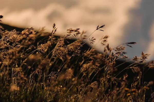 Close-up getextureerde achtergrond van de droge spikeletten op het veld in de onscherpe achtergrond — Stockfoto