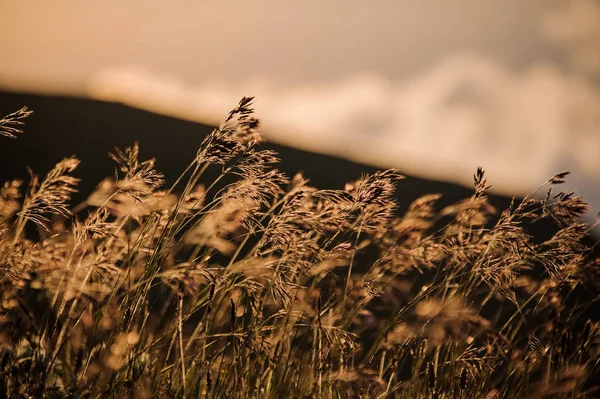 Close up van de droge spikeletten op het veld in de onscherpe achtergrond — Stockfoto