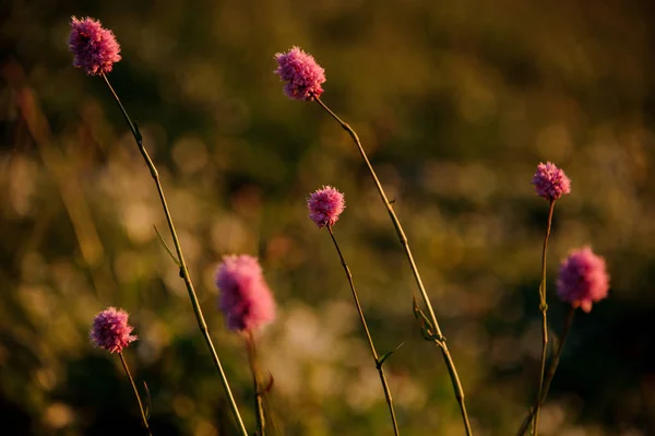 Close up view of the little pink flowers on the field in the blurred background — Stock Photo, Image