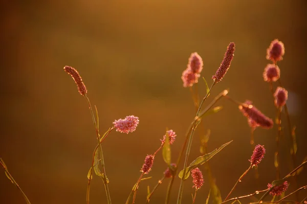 Close up view of the little pink flowers on the field in the blurred background in the golden hour — Stock Photo, Image
