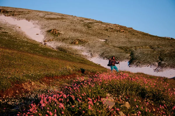 Чоловік стоїть на пагорбі з пішохідним рюкзаком і палицями на передньому плані рожевих квітів — стокове фото