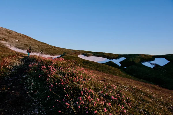 Kar kalıntıları ile dağın arka planda pembe çiçekler ön planda tepe alanında duran adam — Stok fotoğraf