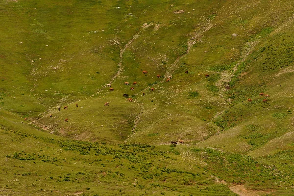 Háttere a tavaszi zöld fű domb, amelyen a lovak és tehenek legelnek — Stock Fotó