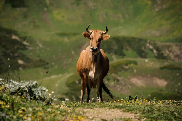 Brown tehén állt a zöld fű dombon az ösvényen a homályos háttér — Stock Fotó