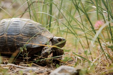 Parkta yerde sürünen kaplumbağa