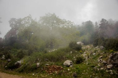 Siste orman ağaçları ve çalılar Peyzaj