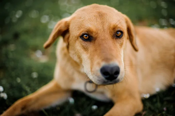 Brązowy imbir bezdomny pies patrząc na kamerę — Zdjęcie stockowe