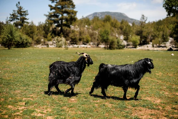 Two black goats walking on the green grass — Stock Photo, Image
