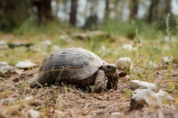 Braune Schildkröte krabbelt auf dem Boden im Park — Stockfoto