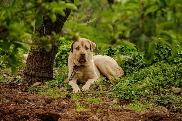 Light ginger dog looking at camera sitting on a leash near the tree — Stock Photo, Image