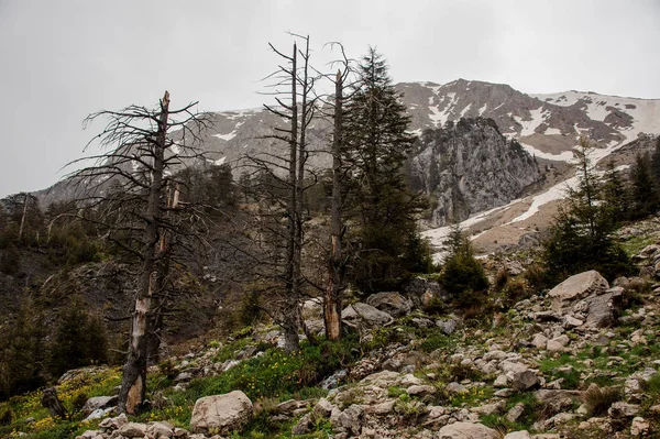 Krajobraz gór pokrytych śniegiem z nagimi drzewami — Zdjęcie stockowe