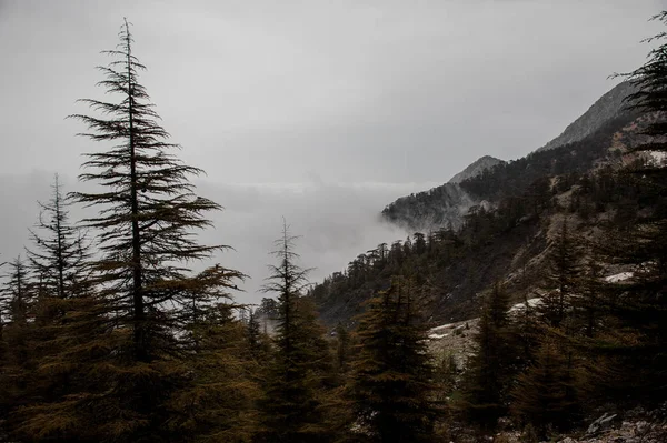 Paysage des montagnes couvert de brouillard blanc — Photo