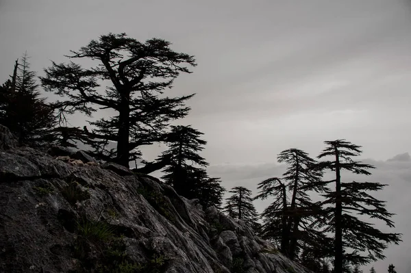 Paysage des arbres en arrière-plan du ciel de brouillard blanc — Photo