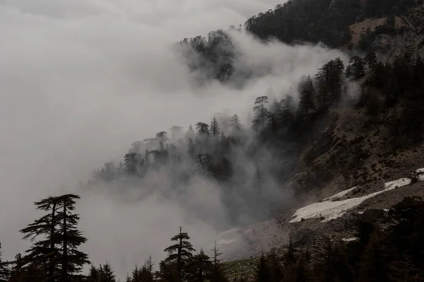 Landschap van de heuvels met bomen bedekt met witte mist — Stockfoto