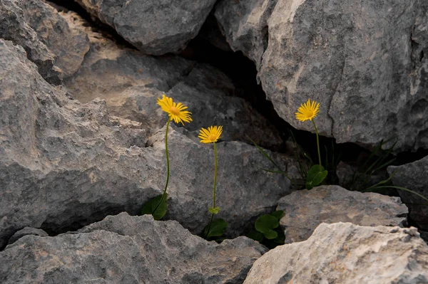 Τρία κίτρινα λουλούδια μεγαλώνουν μέσα στο βράχο — Φωτογραφία Αρχείου
