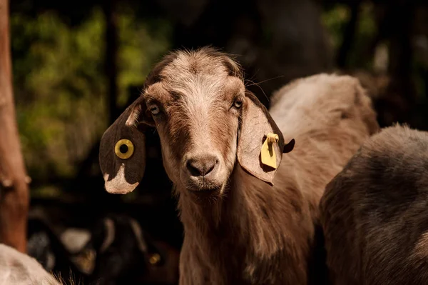 Close up goat with chips in the ears looking at the camera — Stock Photo, Image