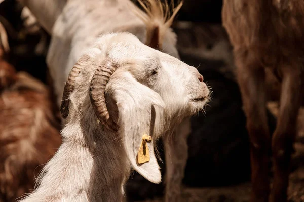 Close up goat with chips in the ears looking at the side — Stock Photo, Image