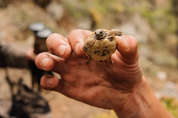 Man holding at the hand little brown turtle — Stock Photo, Image