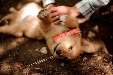 Kadın yerde yatan sevimli bir zencefil renkli köpek petting