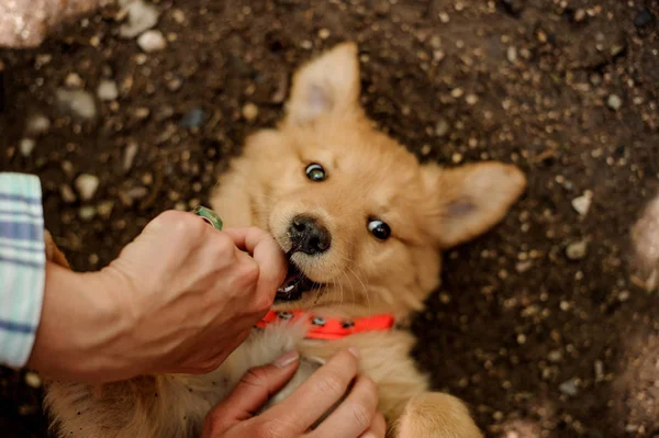 Dziewczyna małe cute imbir pies leżącego na ziemi — Zdjęcie stockowe