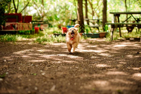 Cute ginger color dog running to the photographer — Stock Photo, Image