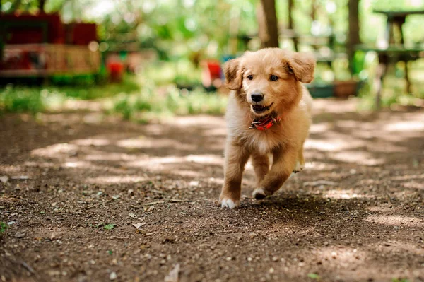 Ingwerfarbener Hund läuft zum Fotografen — Stockfoto