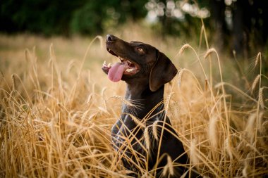 Mutlu koyu renkli köpek sahada dilini dışarı sayılarak yukarı bakıyor